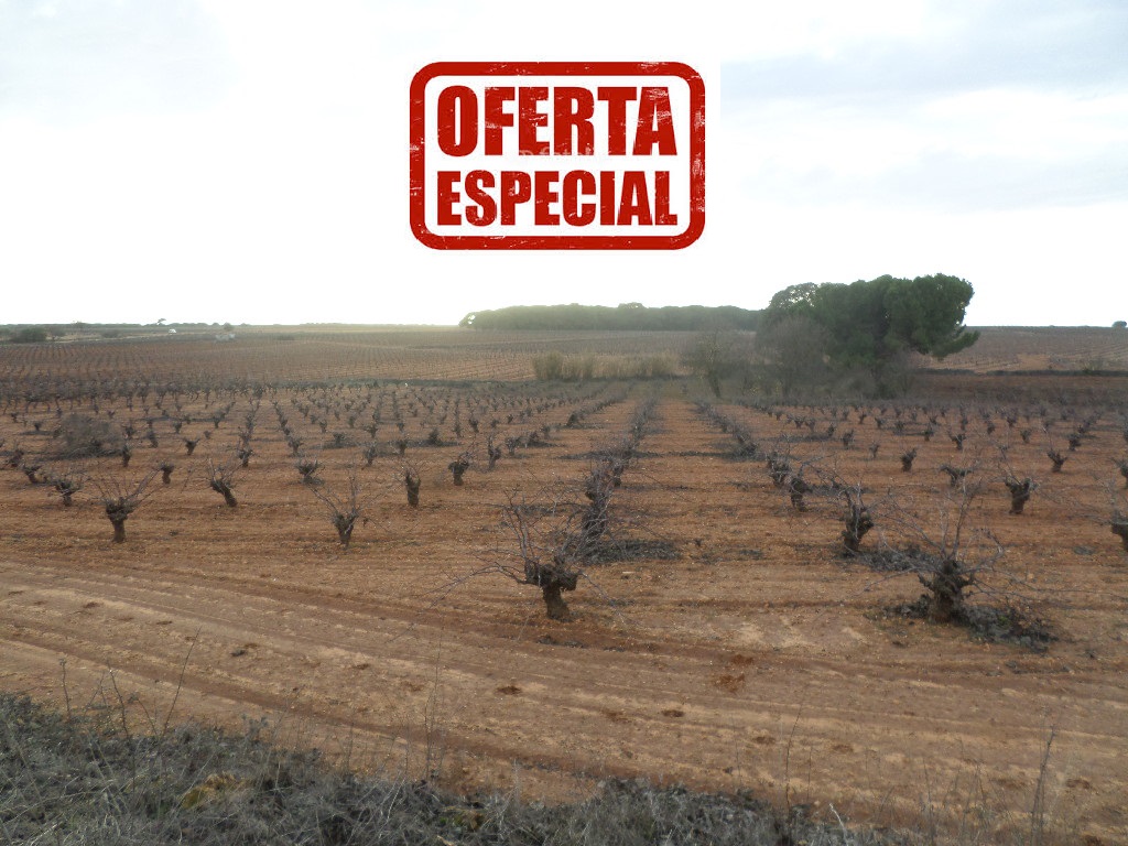 VENTA VIÑA DE SECANO EN VASO + TERRENO EN BLANCO. Paraje “Casa Valero”